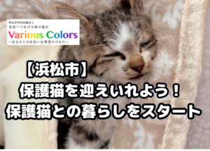 【浜松市】保護猫を迎えいれよう！保護猫との暮らしをスタート。