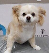 【浜松市】犬のシャンプー＆トリミング　4月28日