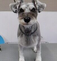 【浜松市】犬のシャンプー＆トリミング　4月30日
