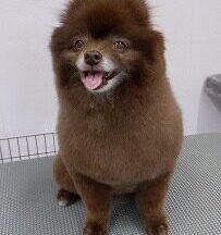 【浜松市】犬のシャンプー＆トリミング　5月1日