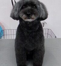 【浜松市】犬のシャンプー＆トリミング　5月15日