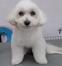 【浜松市】犬のシャンプー＆トリミング　5月16日