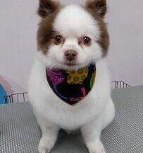 【浜松市】犬のシャンプー＆トリミング　5月17日