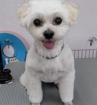 【浜松市】犬のシャンプー＆トリミング　5月19日