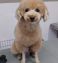 【浜松市】犬のシャンプー＆トリミング　5月20日