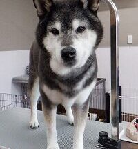 【浜松市】犬のシャンプー＆トリミング　5月22日