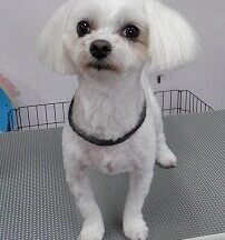 【浜松市】犬のシャンプー＆トリミング　5月23日