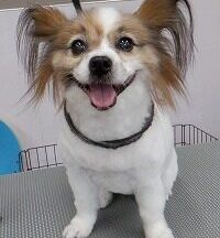 【浜松市】犬のシャンプー＆トリミング　5月27日