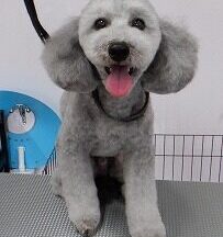 【浜松市】犬のシャンプー＆トリミング　5月30日