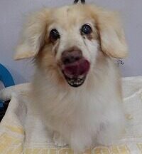 【浜松市】犬のシャンプー＆トリミング　6月2日