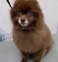 【浜松市】犬のシャンプー＆トリミング　6月3日