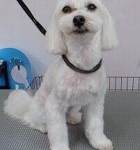 【浜松市】犬のシャンプー＆トリミング　6月4日