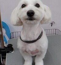 【浜松市】犬のシャンプー＆トリミング　6月9日