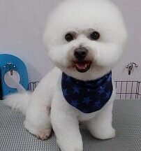 【浜松市】犬のシャンプー＆トリミング　6月10日
