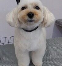 【浜松市】犬のシャンプー＆トリミング　6月16日