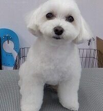 【浜松市】犬のシャンプー＆トリミング　6月17日