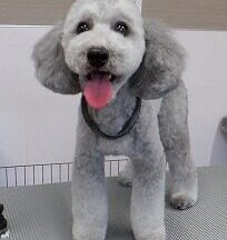 【浜松市】犬のシャンプー＆トリミング　6月18日