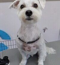 【浜松市】犬のシャンプー＆トリミング　6月19日