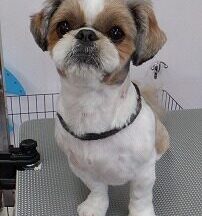 【浜松市】犬のシャンプー＆トリミング　6月20日