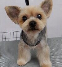 【浜松市】犬のシャンプー＆トリミング　6月23日