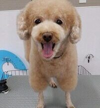 【浜松市】犬のシャンプー＆トリミング　6月24日