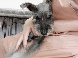 【浜松市】犬のシャンプー＆トリミング　6月26日