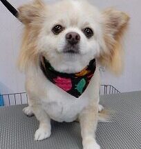 【浜松市】犬のシャンプー＆トリミング　6月27日