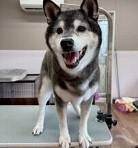 【浜松市】犬のシャンプー＆トリミング　6月25日