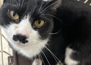 〖浜松市〗里親募集中の猫ちゃん