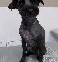 【浜松市】犬のシャンプー＆トリミング　8月5日
