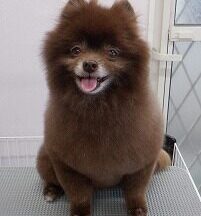 【浜松市】犬のシャンプー＆トリミング　8月6日