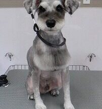 【浜松市】犬のシャンプー＆トリミング　8月7日