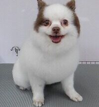 【浜松市】犬のシャンプー＆トリミング　8月12日