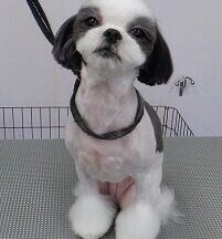 【浜松市】犬のシャンプー＆トリミング　8月15日