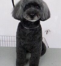 【浜松市】犬のシャンプー＆トリミング　8月18日