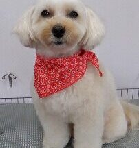 【浜松市】犬のシャンプー＆トリミング　9月19日