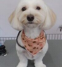 【浜松市】犬のシャンプー＆トリミング　9月22日