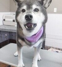 【浜松市】犬のシャンプー＆トリミング　9月24日