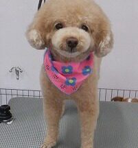 【浜松市】犬のシャンプー＆トリミング　9月30日