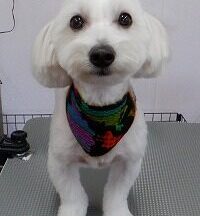 【浜松市】犬のシャンプー＆トリミング　11月10日