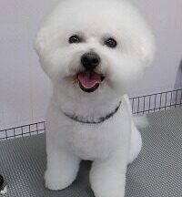 【浜松市】犬のシャンプー＆トリミング　11月11日