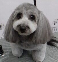 【浜松市】犬のシャンプー＆トリミング　11月12日