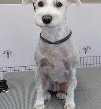 【浜松市】犬のシャンプー＆トリミング　11月14日