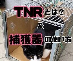 TNRとは？＆捕獲器の使い方  ― 素人でもできる捕獲器使用で簡単捕獲 ―