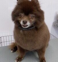 【浜松市】犬のシャンプー＆トリミング　12月5日