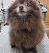 【浜松市】犬のシャンプー＆トリミング　1月9日