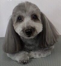 【浜松市】犬のシャンプー＆トリミング　1月14日