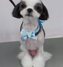 【浜松市】犬のシャンプー＆トリミング　1月29日