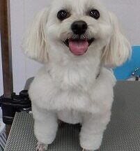 【浜松市】犬のシャンプー＆トリミング　2月2日