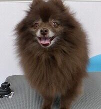 【浜松市】犬のシャンプー＆トリミング　2月6日